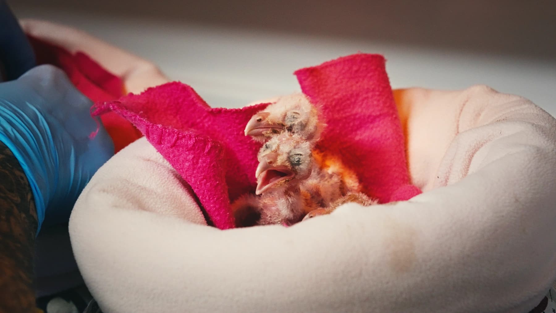 Pour l’avenir de l’association