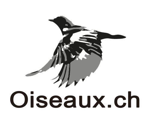 Oiseaux.ch.